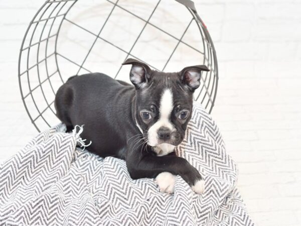 Boston Terrier DOG Female Black / White 35292 Petland Novi, Michigan