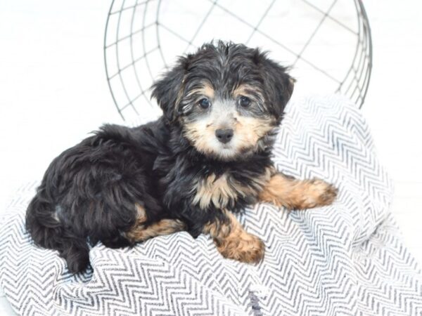 Yorkiepoo DOG Female Black / Tan 35293 Petland Novi, Michigan