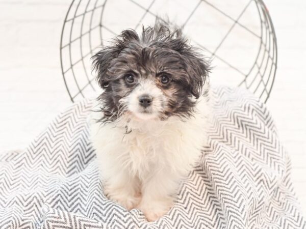 Pomchon-DOG-Male-Black-35294-Petland Novi, Michigan