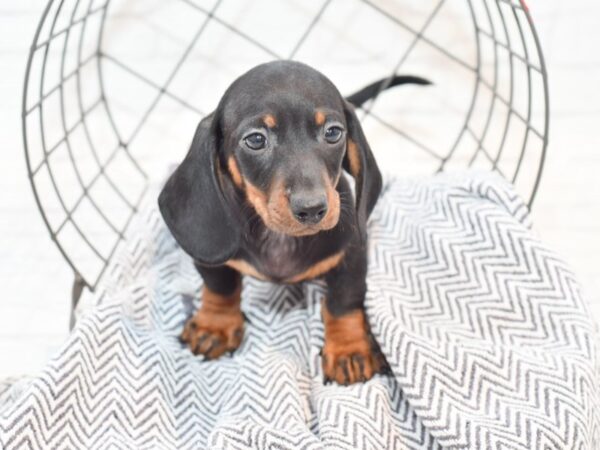 Dachshund-DOG-Male-Black / Tan-35296-Petland Novi, Michigan