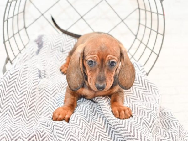 Dachshund-DOG-Female-Red-35297-Petland Novi, Michigan