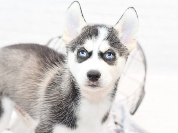 Siberian Husky DOG Male Black & White 35299 Petland Novi, Michigan