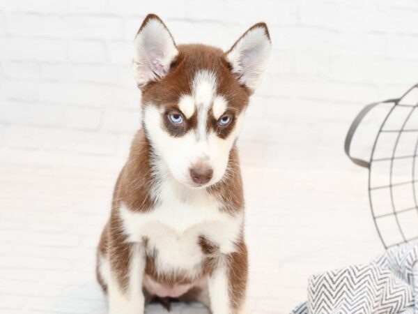 Siberian Husky DOG Female Red & White 35300 Petland Novi, Michigan