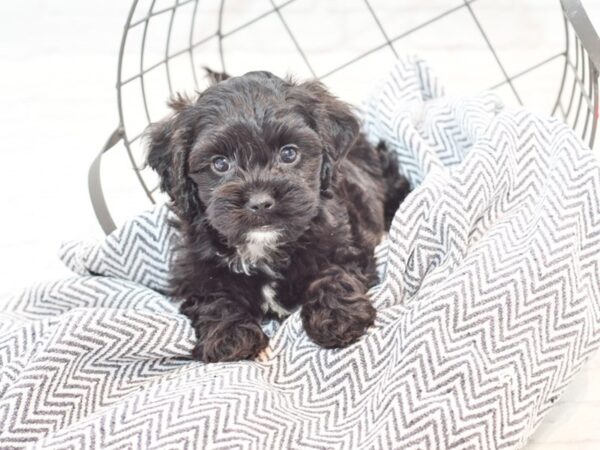 Shih Poo DOG Male Black 35302 Petland Novi, Michigan