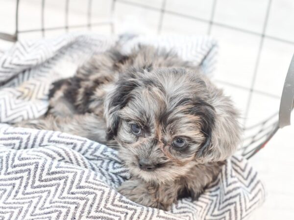 Shih Poo DOG Male Blue Merle 35301 Petland Novi, Michigan