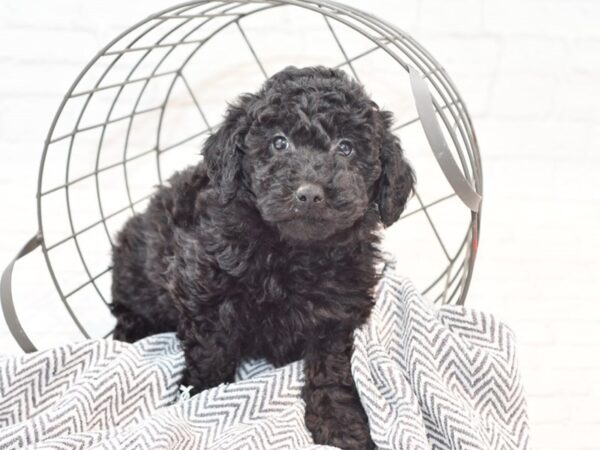 F1B Mini Goldendoodle DOG Male Black 35303 Petland Novi, Michigan