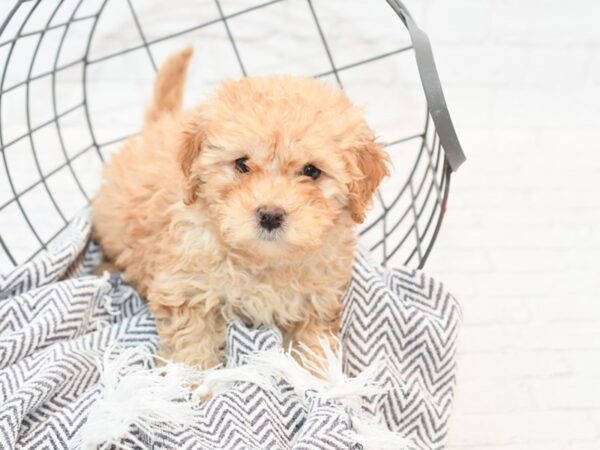 F1B Mini Goldendoodle DOG Female Red 35304 Petland Novi, Michigan