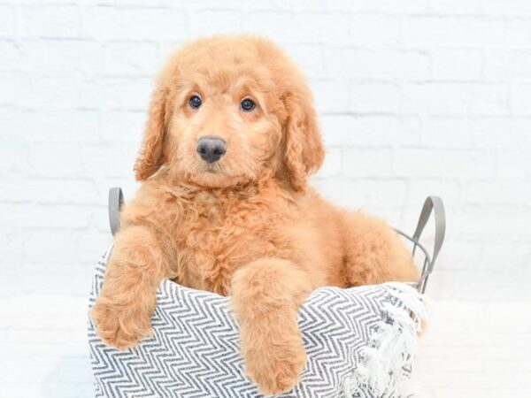 Goldendoodle DOG Male Golden 35305 Petland Novi, Michigan