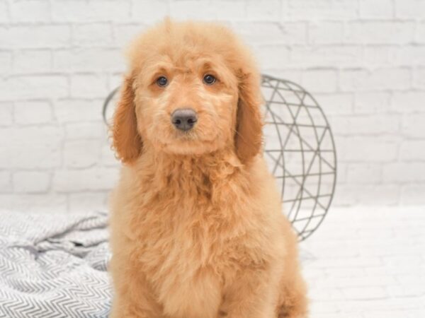 Goldendoodle DOG Male Golden 35306 Petland Novi, Michigan