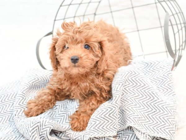 Cavapoo-DOG-Female-RED-35309-Petland Novi, Michigan