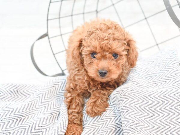 Cavapoo-DOG-Male-RED-35310-Petland Novi, Michigan