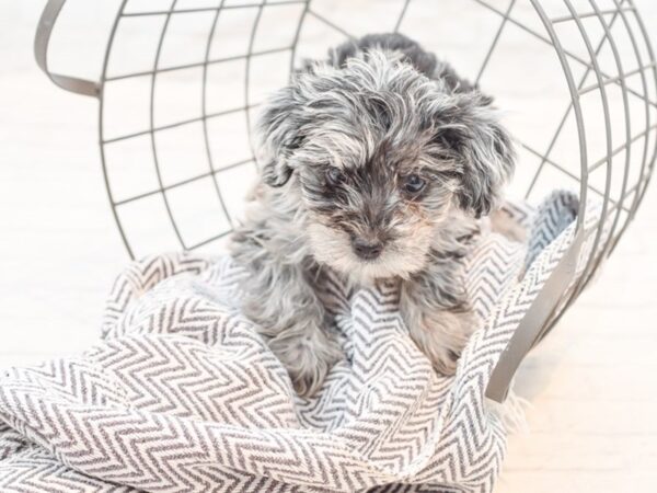 Yorkiepoo DOG Female BLUE MERLE 35311 Petland Novi, Michigan