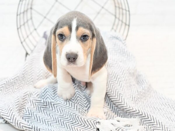 Beagle DOG Male Blue Tri 35316 Petland Novi, Michigan