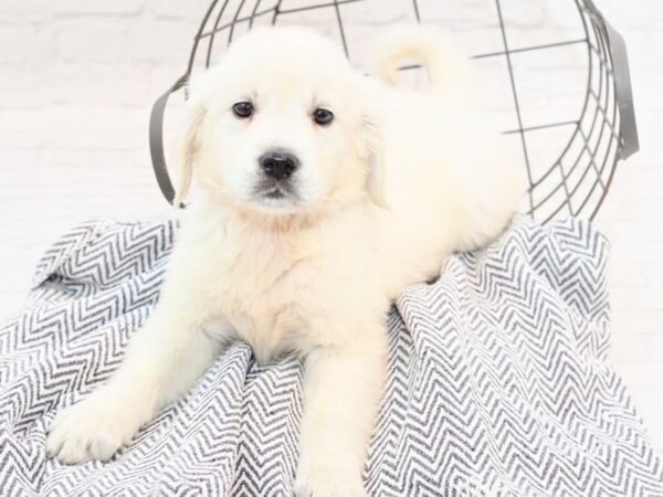 Golden Retriever-DOG-Male-English Cream-35317-Petland Novi, Michigan