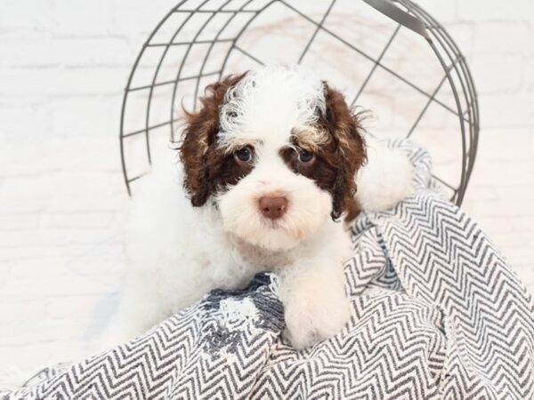 Springadoodle-DOG-Male-Chocolate & White-35313-Petland Novi, Michigan