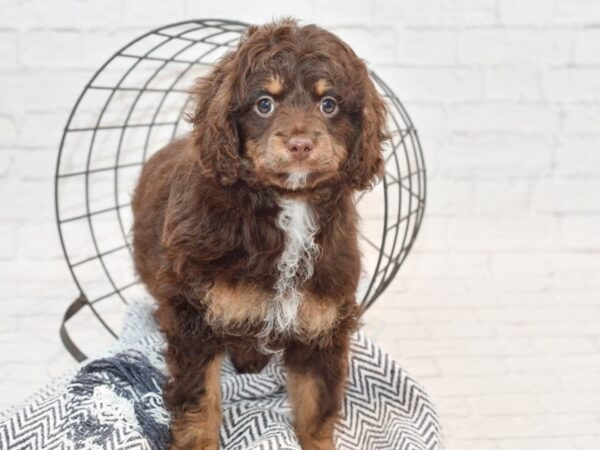 Springadoodle-DOG-Female-Chocolate & White-35314-Petland Novi, Michigan