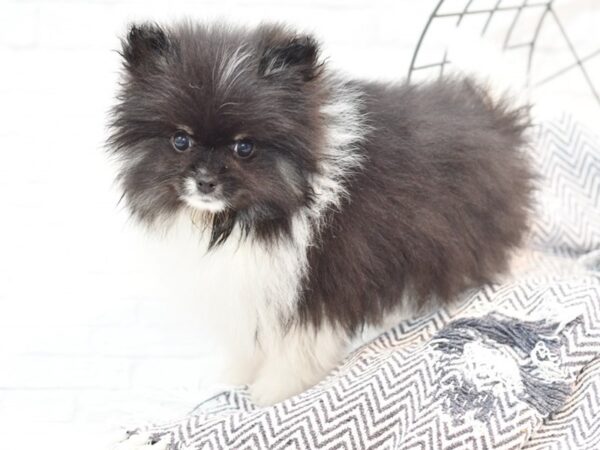 Pomeranian-DOG-Male-Black & White-35315-Petland Novi, Michigan