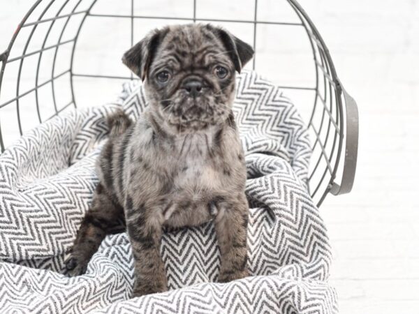 Pug-DOG-Female-Blue Merle-35260-Petland Novi, Michigan