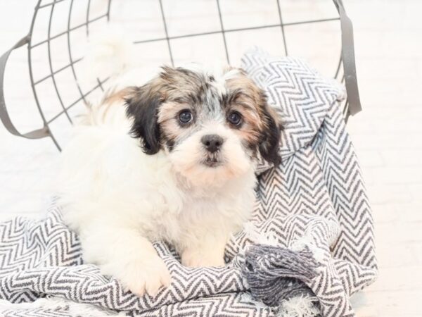 Lhasachon-DOG-Female-Sable / White-35318-Petland Novi, Michigan