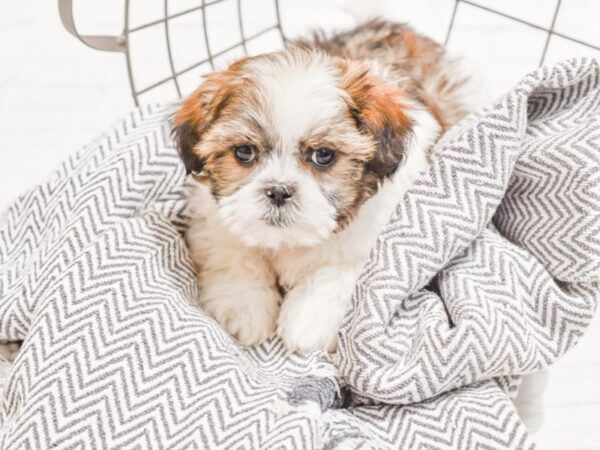 Shih Malt DOG Male Brown / White 35319 Petland Novi, Michigan