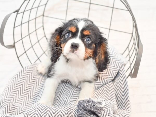 Cavalier King Charles Spaniel-DOG-Male-Black White / Tan-35320-Petland Novi, Michigan