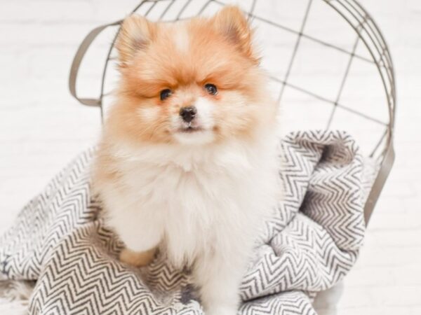 Pomeranian DOG Male Sable / White 35321 Petland Novi, Michigan