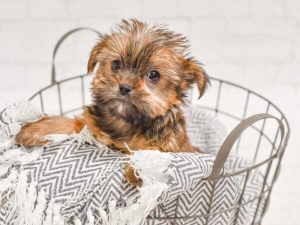 Shorkie DOG Female Brown 35328 Petland Novi, Michigan