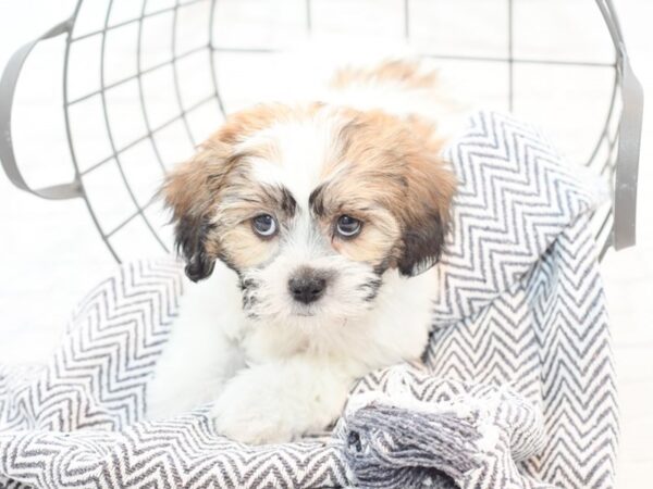 Teddy Bear-DOG-Female-Brown / White-35329-Petland Novi, Michigan