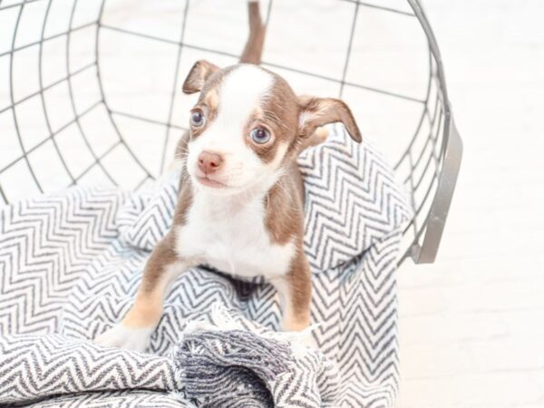 Chihuahua-DOG-Male-Chocolate / White-35330-Petland Novi, Michigan