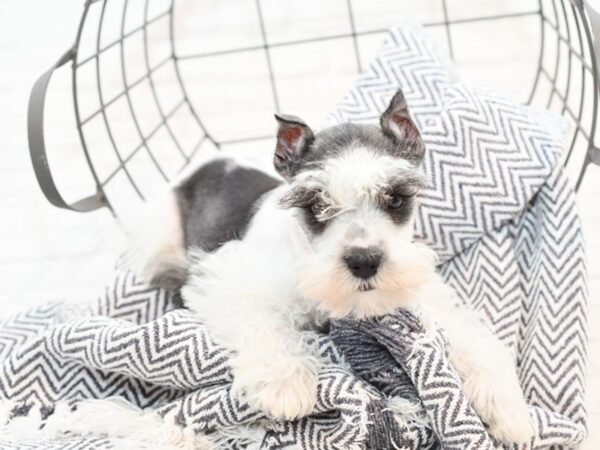 Miniature Schnauzer-DOG-Male-Salt / Pepper-35331-Petland Novi, Michigan