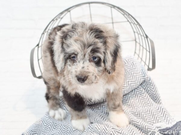 Cockadoodle-DOG-Male-Chocolate Merle-35332-Petland Novi, Michigan