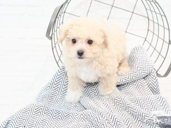 Bichonpoo DOG Female Apricot 35334 Petland Novi, Michigan