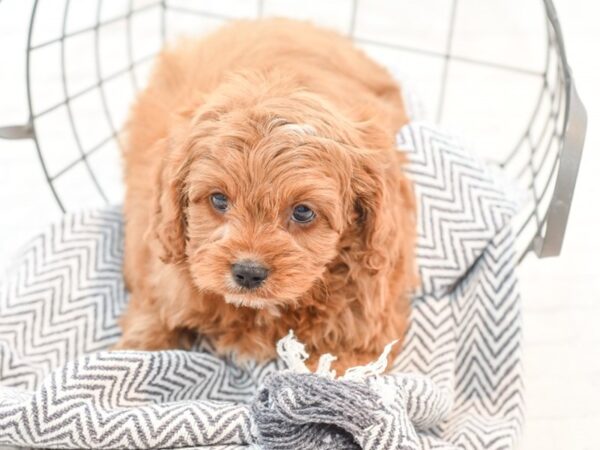 Cavapoo-DOG-Male-Red-35335-Petland Novi, Michigan