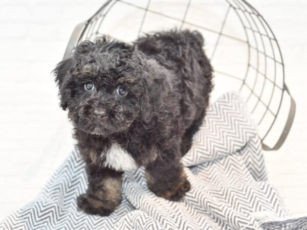 Miniature Poodle DOG Male Black / Tan 35336 Petland Novi, Michigan