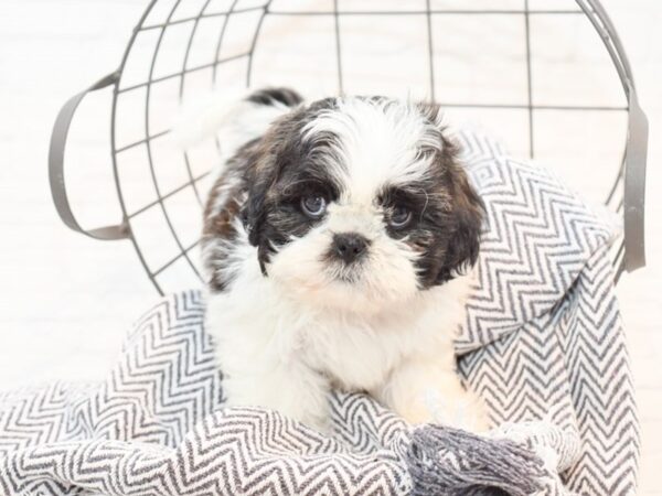 Shih Tzu DOG Male Brindle / White 35337 Petland Novi, Michigan