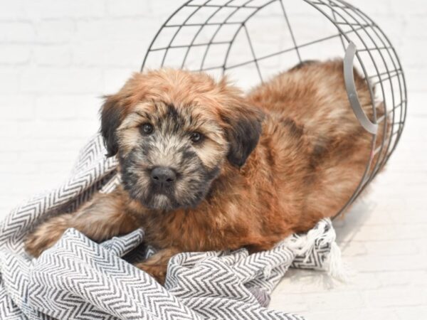 Soft Coated Wheaten Terrier DOG Female Wheaten 35322 Petland Novi, Michigan