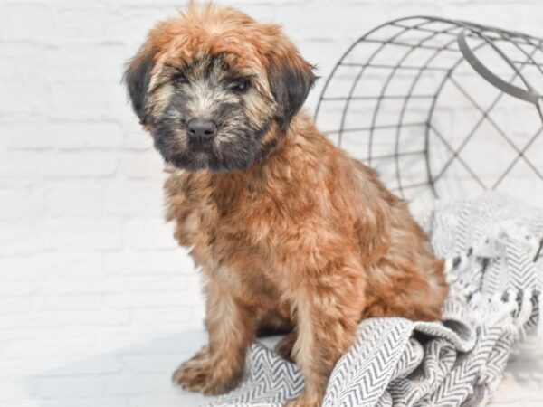 Soft Coated Wheaten Terrier DOG Female Wheaten 35323 Petland Novi, Michigan