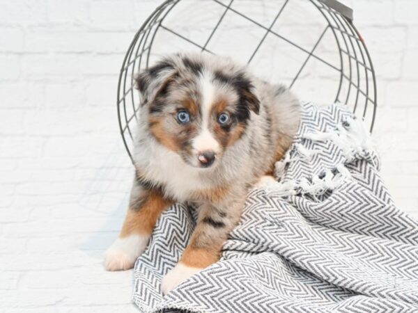 Miniature Australian Shepherd DOG Male Blue Merle 35325 Petland Novi, Michigan