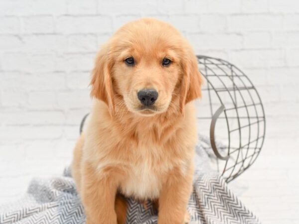 Golden Retriever DOG Male Golden 35326 Petland Novi, Michigan