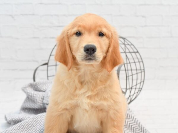 Golden Retriever DOG Female Golden 35327 Petland Novi, Michigan