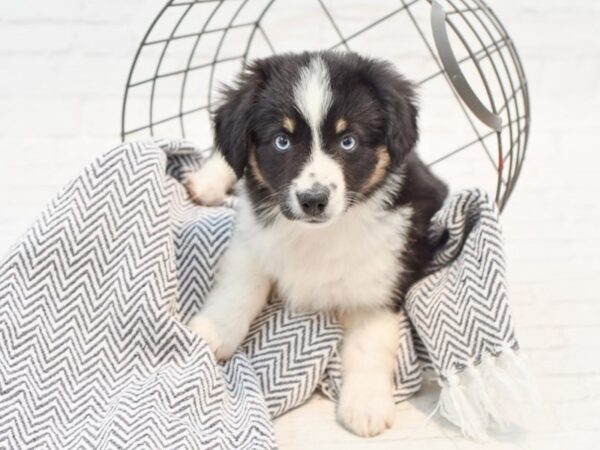 Auggie-DOG-Male-Black tri-35338-Petland Novi, Michigan