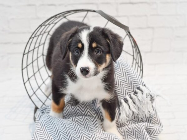 Auggie-DOG-Female-Black Tri-35339-Petland Novi, Michigan