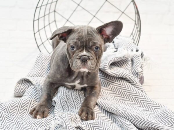 French Bulldog-DOG-Female-Blue-35340-Petland Novi, Michigan