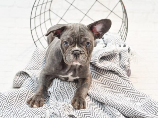 French Bulldog DOG Female Blue 35340 Petland Novi, Michigan