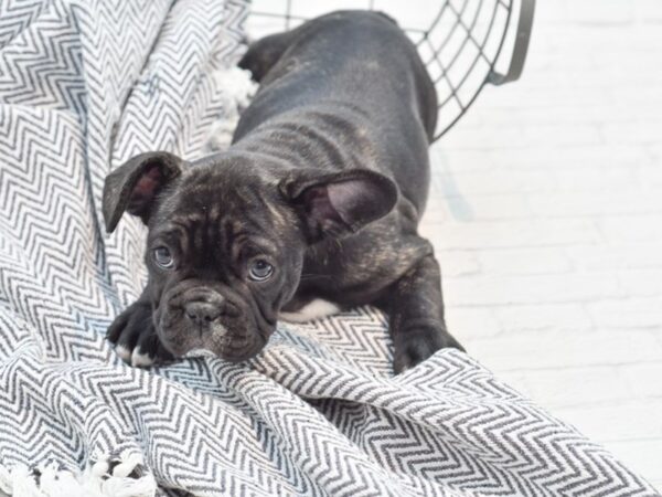 French Bulldog-DOG-Female-Blk Brindle-35341-Petland Novi, Michigan