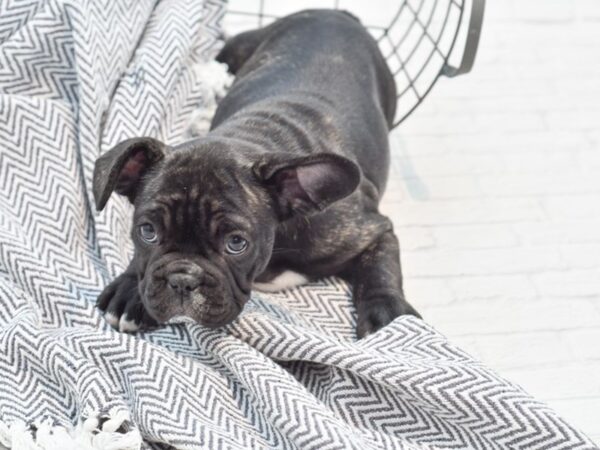 French Bulldog DOG Female Blk Brindle 35341 Petland Novi, Michigan