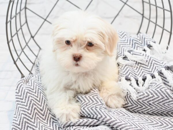 Shih Poo DOG Female Cream & white 35342 Petland Novi, Michigan