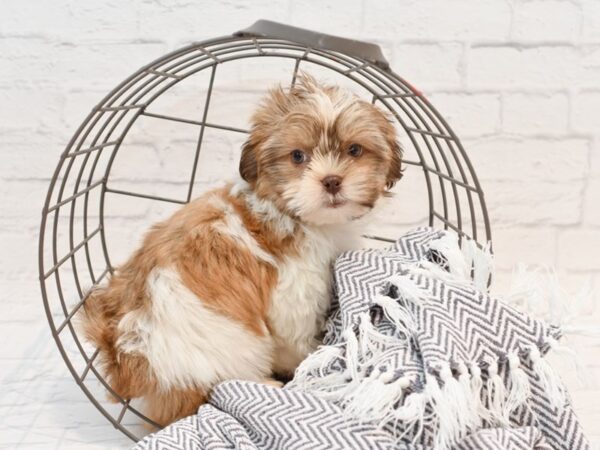 Shih Poo-DOG-Male-Liver & White-35343-Petland Novi, Michigan