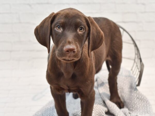 Labrador Retriever-DOG-Male-Chocolate-35324-Petland Novi, Michigan