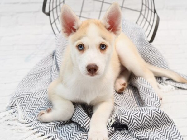 Siberian Husky DOG Female Red & White 35344 Petland Novi, Michigan